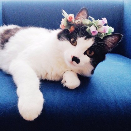 Perfis de gatos para seguir no Instagram